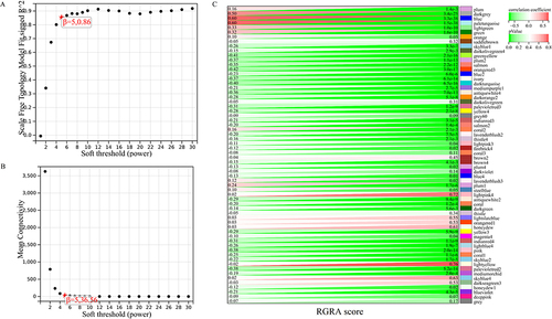 Figure 6 Identification of key module related to RGRA. (A and B) To ensure the scale-free distribution, the optimal soft threshold was selected. (C) Heatmap for the correlation between RGRA and modules.