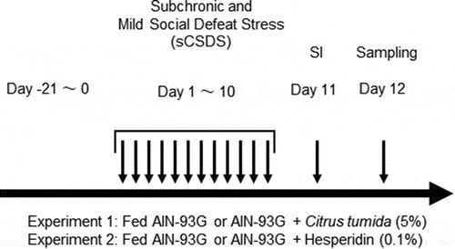 Figure 1. Experimental design of the subchronic and mild social defeat stress (sCSDS) paradigm, behavioral tests, and sampling.