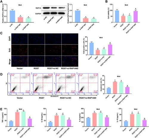 Figure 6. RGS7 overexpression eliminates the effect of RAPIA silence on PA-induced pancreatic β-cells. A: RAP1A siRNAs decreased RAP1A expression in pancreatic β-cells. *p < 0.05 vs. si-NC group according to one-way ANOVA. B: Insulin content in PA-induced pancreatic β-cells. C: Cell viability of PA-induced pancreatic β-cells. D: The proliferation of PA-induced pancreatic β-cells. E: The apoptosis rate of PA-induced pancreatic β-cells. F: The inflammation levels of PA-induced pancreatic β-cells. *p < 0.05 vs. Vector group, #p < 0.05 vs. RGS7 + si-NC group. All the experiments were performed triplicate.