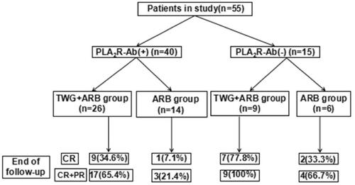 Figure 5. Responses of patients who were positive or negative for anti-PLA2R antibodies during follow-up. TWG: Tripterygium wilfordii polyglycoside; ARB: angiotensin receptor blocker; PLA2R: phospholipase A2 receptor.