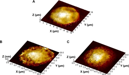 Figure 6 Alveolar macrophage surface topography measured by semi-contact atomic force microscopy.Notes: (A) Controls; (B) after instillation of 340 nm copper oxide; (C) after instillation of 20 nm copper oxide particles.