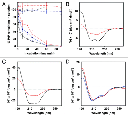 Figure 3. Metal-induced oxidation of hPrP121–231 and its mutants. (A) Time-resolved monitoring of wt-hPrP121–231 (black), hPrP121–231 M129T (blue), and v-hPrP121–231 (red) aggregation. Protein aliquots were incubated in the presence (straight line) and in the absence (dashed lines) of copper at 37°C for indicated time periods. Error bars represent standard deviations. (B–D) Far-UV CD spectroscopy monitoring changes in the secondary structure content of wt hPrP121–231 (B), hPrP121–231 M129T (C), and v-hPrP121–231 (D) caused by metal-induced oxidation. Spectra were recorded immediately at the beginning (black) as well as after 1 min (red) and 30 min (blue, only for v-hPrP121–231) of incubation under oxidative conditions.