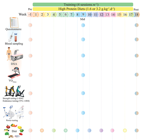 Figure 1. Schematic overview of study timeline.