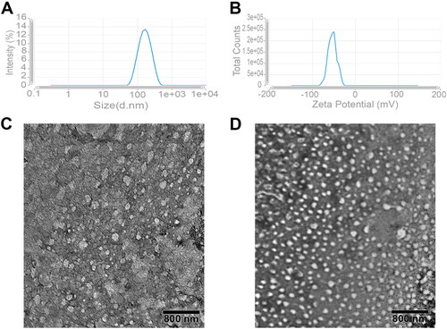 Figure 1. (A,B) The average particle size and zeta potential of the optimized Tf formulation (F6); (C,D) TEM images of blank and medicated Tf formulations that reveal its spherical outlines and uniform size distribution.