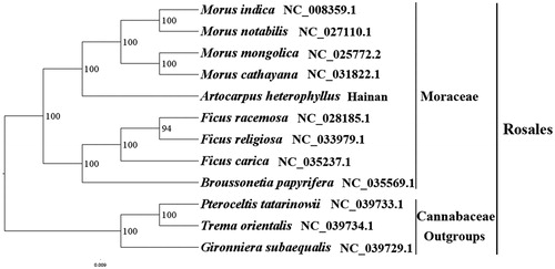 Figure 1. The best ML phylogeny recovered from 12 complete plastome sequences by RAxML. Accession numbers: Artocarpus heterophyllus (GenBank Accession number: MK303549, this study), Morus indica NC_008359.1, Morus notabilis NC_027110.1, Morus mongolica NC_025772.2, Morus cathayana NC_031822.1, Ficus racemosa NC_028185.1, Ficus religiosa NC_033979.1, Ficus carica NC_035237.1, Broussonetia papyrifera NC_035569.1, Outgroups: Pteroceltis tatarinowii NC_039733.1, Trema orientalis NC_039734.1, Gironniera subaequalis NC_039729.1.