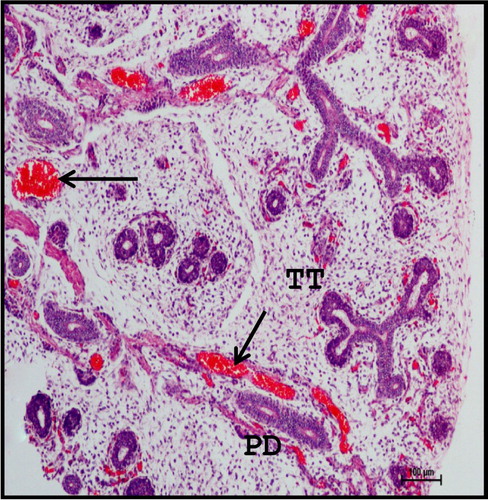 Figure 2. Photomicrograph of 13.2 cm CVRL (88th day) buffalo foetus showing extensive branching of TT with rich vascular network (arrows) in mandibular gland. (PD-primary duct). Haematoxylin and Eosin method ×100.