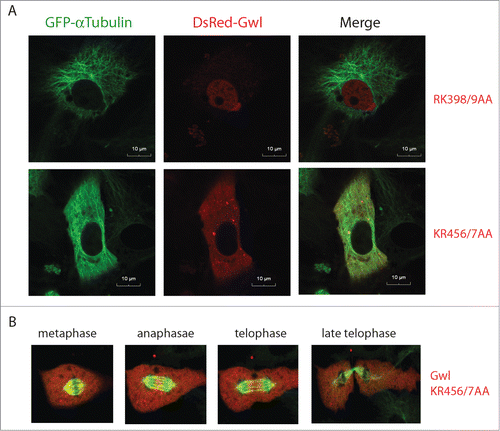 Figure 6. Nuclear exclusion of Gwl KR456/457AA. (A) Xenopus S3 cells expressing GFP-γ-tubulin were transfected with plasmids encoding DsRed-Gwl RK398/9AA or KR456/7AA, as indicated, and analyzed by confocal microscopy. Bar, 10 μm. (B) As in panel A, GFP-α-tubulin and DsRed-Gwl KR456/7AA signals were shown in cells progressing through mitosis. Live cell imaging was provided in Movie S3.