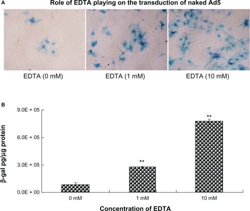 Figure 6 Effect of EDTA on the transduction of naked Ad5. EDTA was mixed with naked Ad5 solution before the transduction at a final concentration of 1 and 10 mM, respectively. These mixtures containing Ad5-LacZ at an MOI of 40 were applied to the primary-cultured tracheal epithelia from the apical surface followed by X-gal staining A) (×200) and quantitative detection of β-galactosidase gene expression B).Notes: Results are presented as mean ± standard deviation (n = 3), *P < 0.05, **P < 0.01, ANOVA.Abbreviations: Ad5, adenovirus vector; EDTA, ethylenediaminetetraacetic acid; MOI, multiplicity of infection.