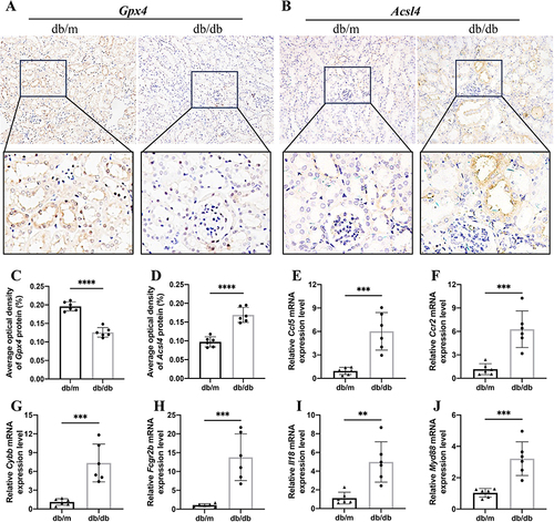 Figure 12 Validation of ferroptosis immune-related DEGs in mouse model. (A) IHC assay of Gpx4 protein expression in the mouse kidneys. (B) IHC assay of Acsl4 protein expression in the mouse kidneys. The AOD of (C) Gpx4 and (D) Acsl4 between two groups. (E–J) Relative expression of mRNA by RT-PCR (n = 6). The results are expressed as the mean ± SD. **P < 0.01, ***P < 0.001, ****P < 0.0001 vs db/m. All figures scale bar = 50 μm.