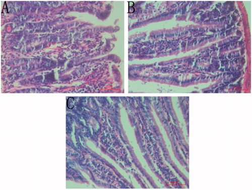 Figure 1. Small intestine sections of mice treated with PSS + castor oil (A), CFAE + castor oil (B) and PSS + PSS (C).