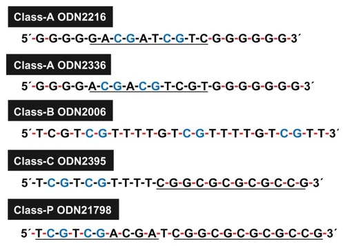 Figure 2 Features of cytosine-phosphate-guanosine oligodeoxynucleotide (ODN) sequences in each class.Note: Underlining indicates palindromic sequence; black and red hyphens indicate phosphodiester and phosphorothioate bonds, respectively.