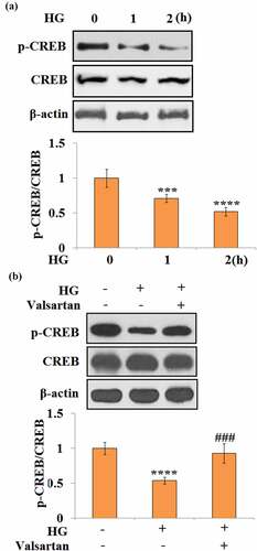 Figure 7. Valsartan ameliorated CREB inactivation in HG-challenged HBMVECs. (a). Cells were stimulated with HG for 1 and 2 hours. Phosphorylated (Ser 133) and total CREB were measured; (b). Cells were challenged with HG with or without Valsartan. Phosphorylated (Ser 133) and total CREB were measured. (****, P < 0.001 vs. control, ###, P < 0.005 vs. OGD/R, N = 5)