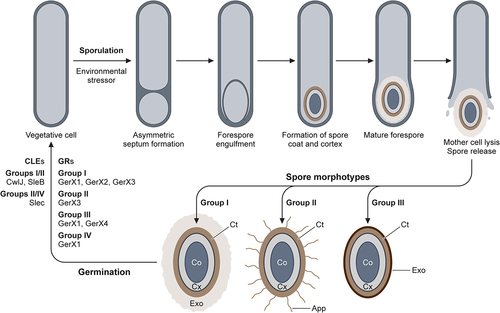 Figure 8. Sporulation and germination of the C. botulinum Groups. The vegetative cell enters the sporulation program when environmental stressors are encountered. Following lysis of the mother cell, the mature spore is released into the extracellular environment, with diverse spore morphotypes. The elucidated spore morphotypes are presented for isolates of Groups I-III. All spore sub-types possess the fundamental spore core (Co), cortex (Cx) and coat (Ct). Exosporium (Exo) present in Group I (thick and loose fitting) and Group III (thin and tight fitting). Appendages (App) present in Group II spore isolates. The diverse germination mechanisms of Groups I-IV: germinant receptors (GR) and core lytic enzymes (CLE).