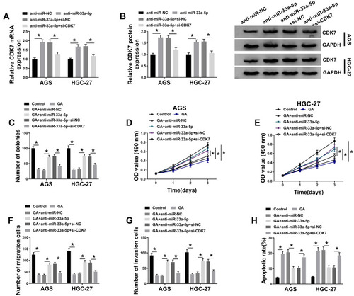 Figure 7 CDK7 silencing attenuates the effects of miR-33a-5p inhibitor on GA-induced GC progression. (A and B) The mRNA and protein levels of CDK7 were detected in both AGS and HGC-27 cells by qRT-PCR and Western blot, respectively. (C) Colony formation assay was applied to determine the effects between miR-33a-5p inhibitor and CDK7 repression on cell colony-forming ability under GA treatment in both AGS and HGC-27 cells. (D and E) MTT assay was employed to investigate the influences between miR-33a-5p inhibitor and CDK7 repression on cell viability after GA exposure in both AGS and HGC-27 cells. (F and G) The effects between miR-33a-5p inhibitor and CDK7 repression on migration and invasion of GA-induced AGS and HGC-27 cells were detected by transwell assay. (H) Flow cytometry analysis was carried to evaluate cell apoptosis after anti-miR-NC, anti-miR-33a-5p, anti-miR-33a-5p+si-NC or anti-miR-33a-5p+si-CDK7 transfection in both AGS and HGC-27 cells. *P < 0.05.