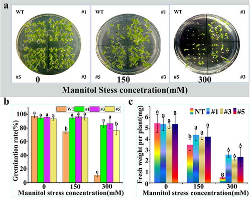 Figure 8. Growth of tobacco seeds with overexpression of PtWRKY39 gene under drought treatment. (a) Drought-resistant phenotype of tobacco at germination stage with transgene PtWRKY39 gene. (b) Germination rate of tobacco seeds overexpressing PtWRKY39 gene under mannitol stress. (c) Analysis of fresh weight of over-expressed PtWRKY39 gene in tobacco under mannitol stress