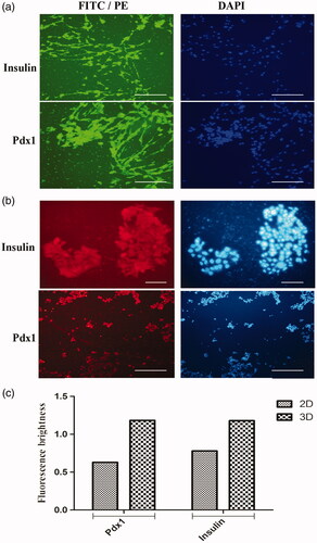 Figure 5. Immunocytochemical analysis of differentiated cells in end-stage derived-IPCs. Nuclei localization of Pdx1 and cytoplasmic localization of insulin in differentiated IPCs at day-14 in the 3D group (Figure 5(a)) and 2D group (Figure 5(b)) were detected by immunofluorescence analysis. Counter-staining of the nucleus (blue) was performed by DAPI and images were obtained by a fluorescence microscope. Bar graph quantification of the immunocytochemistry assay. Each bar represents the relative value of insulin and Pdx1 markers, differences were observed between 3D and 2D groups. Scale bars are 100 µm.