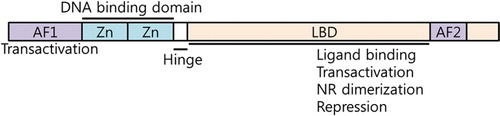 Figure 1. The structure of nuclear receptors.