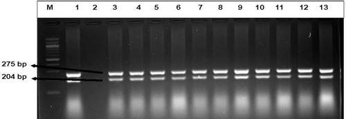 Figure 2 Representative Gel electrophoresis image of the confirmed Salmonella isolates recovered from diarrheagenic stool specimens. Lane (M) Molecular weight marker (100 bp DNA ladder, Thermo Scientific), lane 1: positive control S. enterica subsp. Typhimurium (DSMZ 14028), lane 2: negative control, lane 3 to 13: Some of the positive Salmonella isolates.