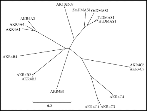 Figure 2 Phylogenetic characterization of DMAS genes. Unrooted phylo-genetic tree of the aldo-keto reductase superfamily (AKR4). The details and accession numbers of the AKR proteins are at www.med.upenn.edu/akr/members.html. AK102609 is a homolog of OsDMAS1 that lacks DMAS activity.