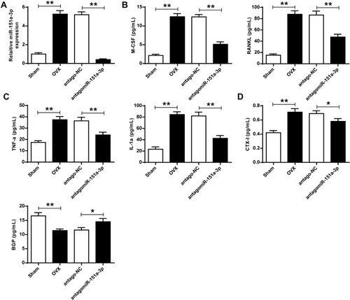 Figure 4 Silencing of microRNA-151a-3p altered the expression levels of osteoclastogenesis-related factors in sera of OVX rats. OVX rats were treated with antago microRNA-151a-3p or antago NC. (A) Expression levels of microRNA-151a-3p was detected in different groups. The expression levels of M-CSF (B), RANKL (B), TNF-α (C), IL-1α (C), CTX-I (D), and BGP (D) in different groups. N = 6 per group, *P < 0.05, **P < 0.01.