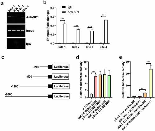 Figure 4. SP1 can directly bind to the promoter region of CXCR4 and the key promoter region (–200/–1) of CXCR4 contains the SP1 response element. (a) ChIP assay was carried out to verify the putative binding sites of SP1 on the promoter region of CXCR4 in H9c2 cells transfected with pcDNA-SP1, using IgG as a negative control. (b) qRT-PCR analysis was performed to quantify the results of ChIP assay. (c) Four pGL3 luciferase vectors containing different sequence deletions of the 5ʹ-flanking region upstream of CXCR4 were generated and named pGL3-CXCR4 (–2000), pGL3-CXCR4 (–1200), pGL3-CXCR4 (–500), and pGL3-CXCR4 (–200). (d) H9c2 cells were transfected with pGL3 vector, pGL3-CXCR4 (–2000), pGL3-CXCR4 (–1200), pGL3-CXCR4 (–500), or pGL3-CXCR4 (–200), and then tested for relative luciferase activity 48 h after transfection. (e) H9c2 cells were co-transfected with pGL3 vector or pGL3-CXCR4 (–200) and pcDNA-SP1 or pcDNA-NC, and then analyzed for relative luciferase activity 48 h after transfection. **P < 0.01, ***P < 0.001.