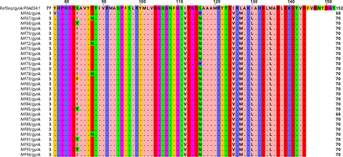 Figure 5 Multiple sequence alignment for the amino acid sequence of the mutated GyrA protein among quinolone resistant Pseudomonas spp. clinical isolates demonstrating the missense mutations at nine different positions at sites 77, 83,87, 112, 116, 125, 127, 130, and 135. The scale (80 to 150) above the reference protein sequence indicates the position of the of each amino acid in GyrA protein.
