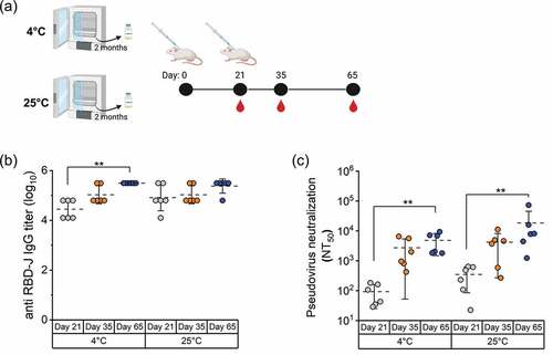 Figure 6. In vivo mouse immunogenicity of AH+CpG-adjuvanted RBD-J formulation stored at 4°C and 25°C for two months. (a) Mice (n = 6) were immunized by subcutaneous route with two 5 mcg doses (days 0 and 21) of AH+CpG-adjuvanted RBD-J stored at 4 and 25°C for 2 months. Serum was collected on days 21, 35, and 65. (b) Sera anti-RBD-J IgG titer as determined by ELISA and (c) Individual NT50 values as determined using a best-fit nonlinear regression on serum dilution curves on day 21, 35, and 65. The dashed lines represent group mean, and the errors bars indicate standard deviation. Statistical significance between time-points in each group was determined by Kruskal-Wallis test and post hoc Dunn’s multiple comparisons test (**p ≤ 0.01). Illustration in (a) was created with Biorender.com.