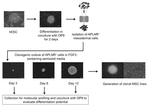 Figure 1 Schematic diagram of the experimental approach used to identify precursors and cellular events leading to formation of mesoderm-derived MSCs. hESCs were committed to mesendodermal differentiation through coculture with OP9 for 2 days. APLNR+ mesodermal cells were selected using magnetic sorting. In serum-free semisolid medium, APLNR+ cells grew into FGF2-dependent compact spheroid colonies composed of mesenchymal cells. MS colonies were formed through establishment of tightly-packed single cell-derived cores (day 3 of clonogenic culture), which expanded into spheroid colonies (days 6 and 12 of clonogenic culture). To evaluate differentiation potential, MS colonies were collected at different stages of clonogenic culture and placed on OP9. The presence of endothelial and mesenchymal cells after coculture of MS colonies with OP9 was evaluated by flow cytometry and immunofluorescence. In addition, colonies at core stage (day 3 of clonogenic culture) and mature colonies (day 12 of clonogenic cultures) were collected for molecular profiling studies. To generate clonal MSC lines, individual mature colonies were plated on the collagen/fibronectin-coated plastic and cultured in presence of FGF2.