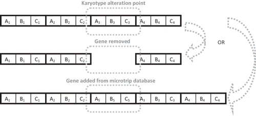 Figure 6. Karyotype alteration—addition or removal of genes.