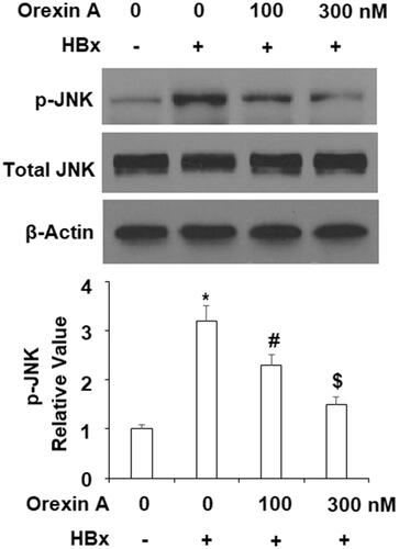 Figure 8. Orexin A suppresses HBx-induced phosphorylation of JNK in L-02 hepatocytes. L-02 normal hepatocytes were transfected with the HBx-encoding plasmid. After 24 h, cells were treated with orexin A at the concentrations of 100 and 300 nM for another 2 h. Phosphorylated and total levels of JNK were determined using western blot analysis (*, #, $, p < .01 vs previous column group).