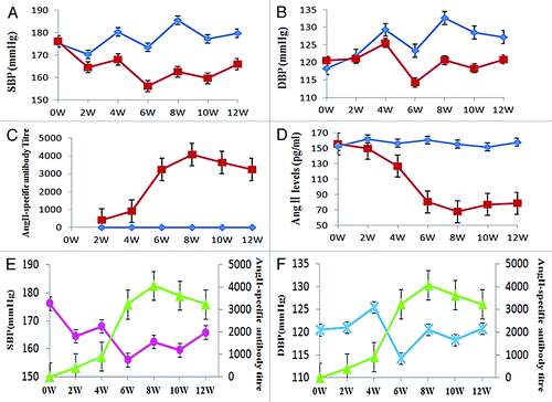 Figure 6. Efficacy of immunization with pHAV-4Ang IIs. Groups of SHR were immunized on days 0 and 21 with PBS (◆, n = 10), pHAV-4AngIIs (■, n = 10) as described. Blood pressure (BP) was measured by tail-cuff arterial blood pressure measurement method; the AngII-specific antibody titers and the Ang II levels in sera were determined by enzyme-linked immunosorbent assay (ELISA). Data of BP and the Ang II levels are presented as the average of each group; Data of antibody titers are presented as the geometric mean titer (GMT) of each group. Error bars indicate the standard error of the mean. (A) Effect of vaccination on SBP. Significant differences (p < 0.05) between the pHAV-4AngIIs(■) and the PBS(◆) group were found at weeks 4–12 by statistics analysis . (B) Effect of vaccination on DBP. Significant differences (p < 0.05) between the pHAV-4AngIIs(■) and the PBS(◆) group were found at weeks 6–12 by statistics analysis.(C) Effect of vaccination on antibody titers. The AngII-specific IgG antibody titers were tested in the sera. The Significant differences (p < 0.05) between the pHAV-4AngIIs(■) and the PBS(◆) group were indicated at weeks 2–12 by statistics analysis. (D) Effect of vaccination on the Ang II levels in sera. The Significant differences (p < 0.05) between the pHAV-4AngIIs (■) and the PBS(◆) group were indicated at weeks 4–12 by statistics analysis.(E) The correlation between SBP(●) and the AngII-specific IgG antibody titer(▲) in the pHAV-4AngIIs group. There is an inverse correlation between antibody titer and SBP(r = -0.734, p = 0.006). (F) The correlation between DBP( × ) and the AngII-specific IgG antibody titer(▲) in the pHAV-4AngIIs group. There is also an inverse correlation between antibody titer and DBP(r = -0.477, p = 0.027).