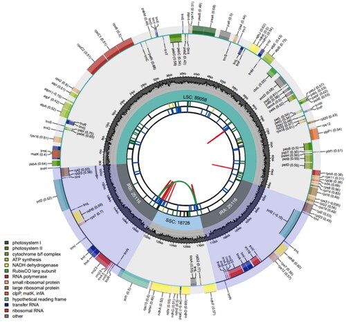 Figure 2. Plastome genome map of C. rostellatum. From the inner circle, the first circle depicts distributed repeats connected by red (forward direction) and green (reverse direction) arcs, respectively. The following circle displays tandem repeats denoted by short blue bars. The sequences of microsatellites are depicted as short green bars. The fourth circle displays the sizes of LCS, SSC, and IR. The fifth circle illustrates the distribution of GC contents along the plastome (dark grey: GC contents, light grey: background). The sixth circle displays the genes with colored boxes. The outer and inner colored boxes present transcribed clockwise and counterclockwise genes, respectively.