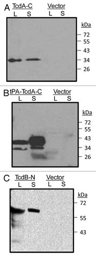 Figure 4. Western blot analysis of rabbit immune serum against toxin A C-terminal domains expressed in 293T cells (both supernatant, S and cell lysate, L) from either (A) TcdA-C or (B) tPA-TcdA-C DNA vaccines. DNA vector pJW4303 was used as a negative control. Serum from one TcdA-C DNA immunized rabbit (at 1:500 dilution) was used as the detection antibody. (C) western blot analysis of antigen expression from TcdB-N DNA vaccine transfected 293T cells. Cells transfected with the empty vector were used as negative controls. Serum from one TcdB-N-immunized rabbit (at 1:500 dilution) was used as the detection antibody.