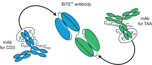 Figure 1. BiTE antibody constructs are generated by genetically linking minimal binding domains of mAbs for CD3 on T-cells and for surface antigens on target cancer cells onto a single polypeptide chain Citation[8].