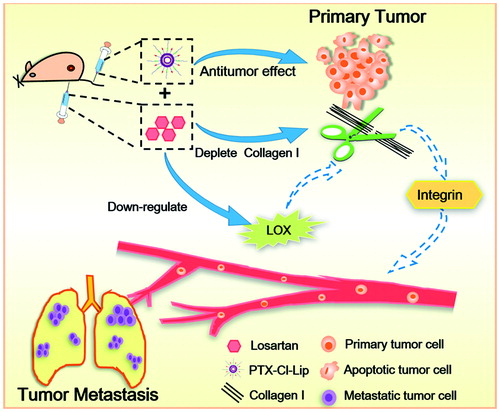 Figure 1. Schematic illustration on the anti-metastasis efficacy of losartan in combination with paclitaxel-loaded pH-sensitive liposomes (PTX-Cl-Lip).