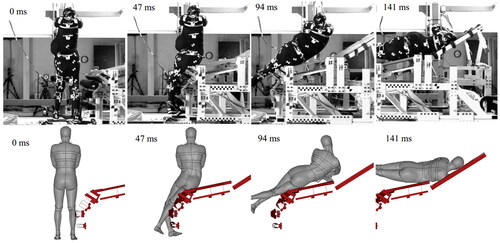 Figure 6. Posterior view of V2374 in selected time steps. Images of PMHS experiments are taken from a previous publication by Wu et al. (Citation2017).