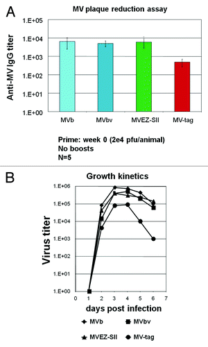 Figure 1. Comparison of the cloned MV vaccine with various commercially available MV vaccine strains and a “lab-strain.” (A) Transgenic mice expressing human CD46 were immunized i.m. with 1 × 104 pfu of an authentic cloned vaccine (rMVb), a Moraten vaccine (MVbv), Edmonston Zagreb vaccine (MVEZII) and a “lab strain” MVtag. Measles end point titers are shown on a logarithmic scale. (B) Growth kinetic analyses. Comparison of the propagation kinetics of the standard MVbv, cloned MVb and the MVEZII compared to the “lab strain” MVtag. Sub-confluent Cells were infected with the designated viruses and incubated at 31°C, media were collected every day up to 6 days. The shed viruses were titrated by plaque assays.