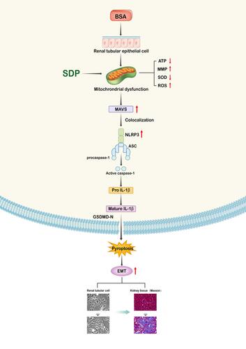 Figure 8 A schematic representation of the signaling pathways involved in the SDP-mediated inhibition of BSA in human renal tubular epithelial cells (HK-2 cells).