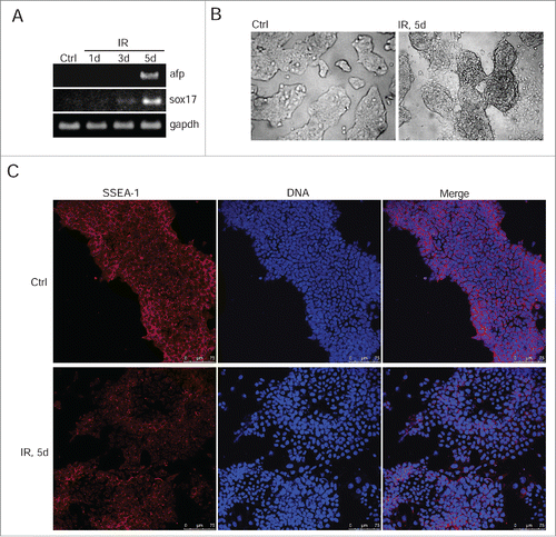 Figure 4. IR-induced mESCs activate expression of differentiation markers. (A) RT-PCR analysis of afp and sox17 genes transcription in non-irradiated mESCs and 1, 3, 5 d post-irradiation (3 Gy). gapdh was used as an internal control. (B) Representative images of colonies of non-irradiated and irradiated (3 Gy) mESCs. Cells were examined at 5 d after irradiation using light microscope. (C) Immunofluorescent staining of mESCs with antibody to a surface marker SSEA-1 5 d post-irradiation (3 Gy) (red). Nuclei were stained with DAPI (blue). Scale bar 75 μM.