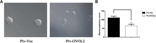 Figure 10 OVOL2 inhibited mammosphere formation of MDA-MB-231. (A) The representative images of mammospheres of control (Plv-Vec) and OVOL2 overexpression (Plv-OVOL2) groups. (B) Quantitatively analysis of mammospheres number. Quantitative data is presented as mean ± s.d. of three independent experiments. **p<0.01. Scale bars: 100 μm.