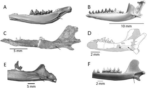 Figure 3. Mesozoic tribosphenidan mammal Meckelian grooves (arrows). A, Ausktribosphenos nyktos (NMV P208090), modified from Rich et al. (Citation1997). B, Bishops whitmorei (NMV P 210075), mirrored from Rich et al. (Citation2001). C, Henosferus molus (MEFP 2353) stereophotograph, modified from Rougier et al. (Citation2007). D, Asfaltomylos patagonicus (MEPF-PV 1671), mirrored from Rauhut et al. (Citation2002). E, Prokennalestes minor (GI PST 10-7a) SEM micrograph in posterior aspect, modified from Rich et al. (Citation1998) F, Ambolestes zhoui (STM33-5), modified from Bi et al. (Citation2018).