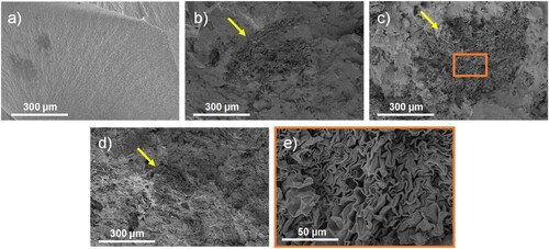 Figure 9. Fracture surface of the tensile testing specimens of (a) ASA; (b) ASA10FC; (c) ASA10CC; and (d) ASA30FC. Yellow arrows indicate the location of cork particles within the ASA matrix. The detail of the flattened cork structure in ASA10CC is shown in (e).