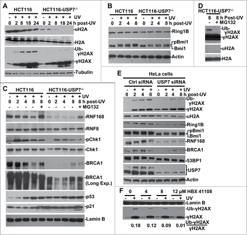 Figure 1. USP7 regulates H2A and γH2AX ubiquitination in DNA damage response. (A) HCT116 and HCT116-USP7−/− cells were exposed to 20-J/m2 UV and the cell extracts were prepared at indicated time points following UVR. The uH2A and ubiquitinated γH2AX were examined by Western blotting using anti-uH2A and γH2AX antibodies. (B) The cells were treated as in Figure 1A. Ring1B and Bmi1 were examined by Western blotting. (C) The cells were subjected to UVR and then treated with or without proteasome inhibitor MG132 and the cell extracts were examined by Western blotting. “Long Exp." indicates longer exposure for chemiluminescent detection (D) Anti-γH2AX blots were overexposed to show low level of γH2AX ubiquitination in HCT116-USP7−/− cells. (E) HeLa cells were transfected with USP7 siRNA or control siRNA for 2 rounds. The transfected cells were irradiated with UV and processed as in Figure 1B. Ubiquitinated γH2AX, uH2A, USP7 and other DDR factors were examined by Western blotting. (F) HCT116 cells were exposed to UVR, and then incubated with USP7 inhibitor HBX 411108 at indicated concentration for 8 h. The Ub-γH2AX/γH2AX ratio is calculated based on gray scale of the blots examined by ImageJ.