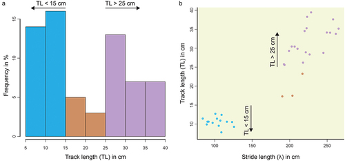 Figure 7. Results of the statistical analysis of the tridactyl tracks and trackways. a. Histogram showing a bimodal distribution of track length, indicating two distinct size classes. b. The two track length classes are well separated by stride lengths.
