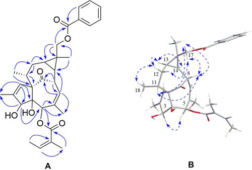 Figure 2 (A) Key HMBC correlations and (B) ROESY correlation of Euph E.