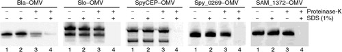 Fig. 3 Analysis of antigen localization in OMVs. – Purified OMVs expressing heterologous proteins were incubated with and without proteinase K in the presence or absence of 1% SDS. Samples were then subjected to SDS-PAGE and Western Blot analysis using antigen-specific polyclonal antibodies. The data indicate that all recombinant antigens are localized in the lumen of OMVs.