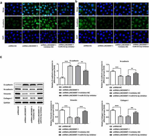 Figure 7. MiR-512-3p knockdown attenuated the impacts of LINC00997-downregulation on the EMT of HCT116 cells. The level of (a) E-cadherin and (b) N-cadherin in HCT116 cells was detected with immunofluorescence assay. (c) The expression of EMT-related proteins was measured using western blot analysis. **P < 0.01, ***P < 0.001