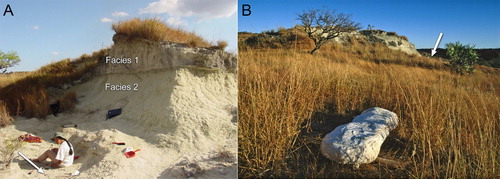 FIGURE 3. Locality MAD99-15, type locality of Adalatherium hui, in the Anembalemba Member of the Maevarano Formation, Berivotra Study Area, Mahajanga Basin, northwestern Madagascar. A, close-up view looking south-southwest, with site where holotype specimen, UA 9030, was discovered indicated by white arrow. Also indicated are the two different facies, Facies 1 and Facies 2, constituting the Anembalemba Member. B, more distant view of locality (indicated by white arrow), looking north, with plaster jacket (in foreground) containing crocodyliform specimens (see text) and UA 9030.