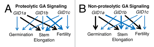 Figure 2. A diagram illustrating the relative roles of the GID1 genes during (A) proteolytic, and (B) non-proteolytic GA signaling, based on gid1 loss-of-function phenotypes in the wild-type Col-0 and sly1–2 mutant backgrounds, respectively. GID1 gene function is ranked according to the severity of the gid1 loss-of-function phenotypes with heavy black arrows indicating a primary role, heavy blue arrows a secondary role, and thin blue arrows a tertiary role in each GA response.