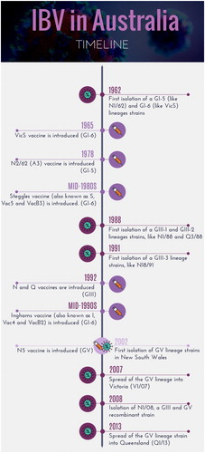 Figure 1. Timeline showing the emergence of the different infectious bronchitis virus lineages in Australia and the introduction of attenuated vaccines using selected strains belonging to those lineages.